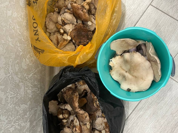 В Ростовской области грибники назвали районы, где обнаружили больше всего грибов