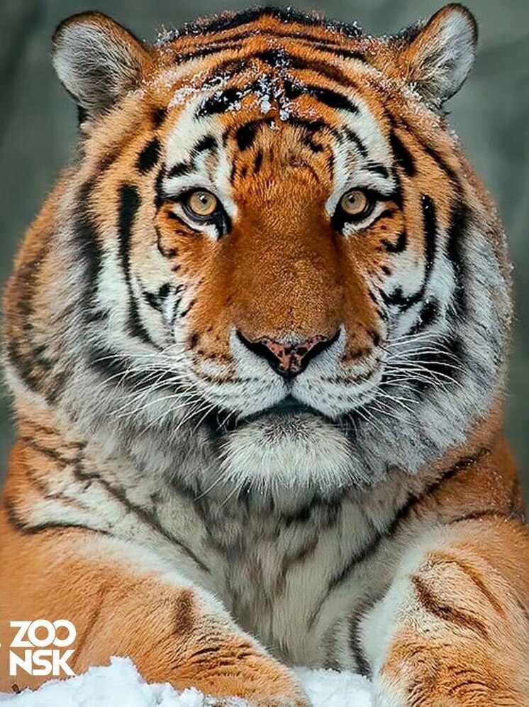 Амурский тигр-долгожитель Максимус умер в новосибирском зоопарке