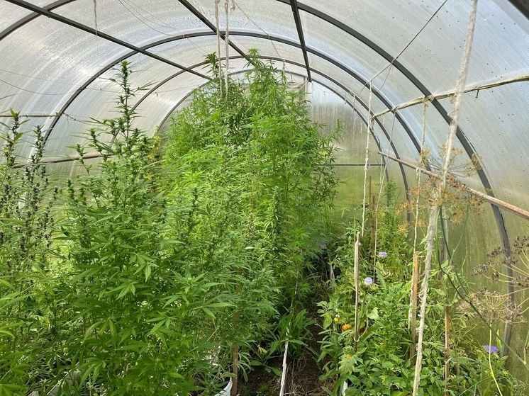 В Коврове прокурор направил в суд дело в отношении «наркоплантатора»