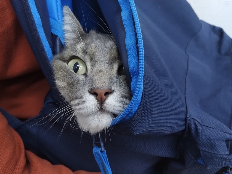 С начала года 80 омских кошек и собак получили разрешение на выезд за границу