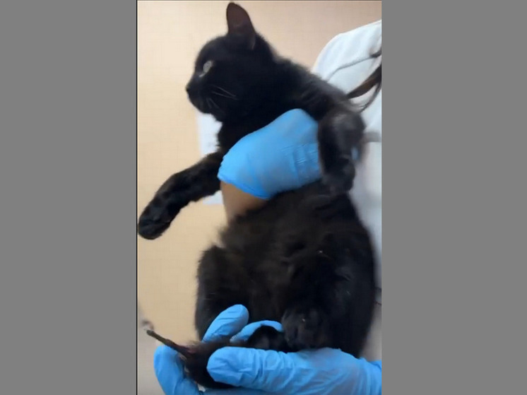 В Воронеже спасли повисшего на проводах котенка