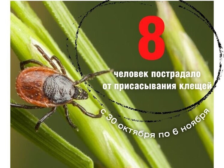 Клещи не сдают позиций: теплая осень продлевает активность членистоногих в Псковской области