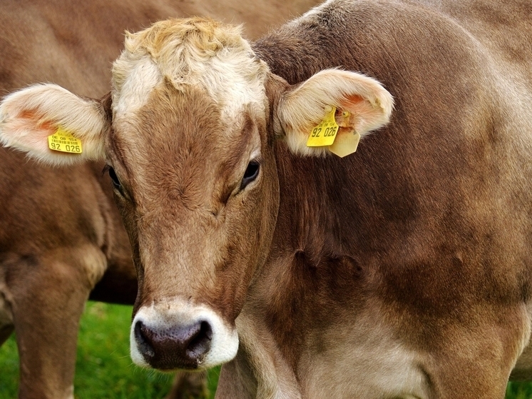 В Казанском округе Тюменской области снят карантин по бешенству