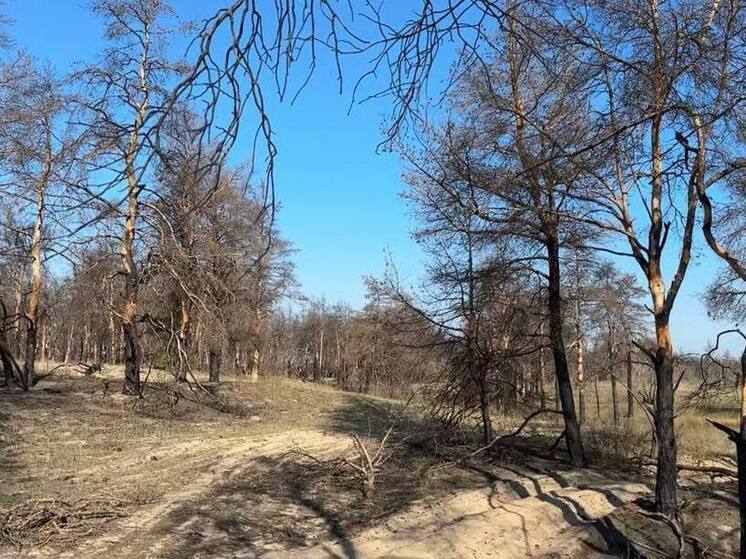 В Херсонской области специалисты лесхоза обследуют леса, пострадавшие от пожаров
