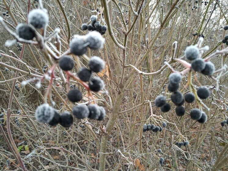 Ночью заморозки, днем до +7 градусов ожидают ленинградцев 11 ноября