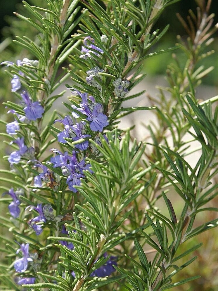 JCI Insight: содержащаяся в розмарине кислота ускоряет заживление ран