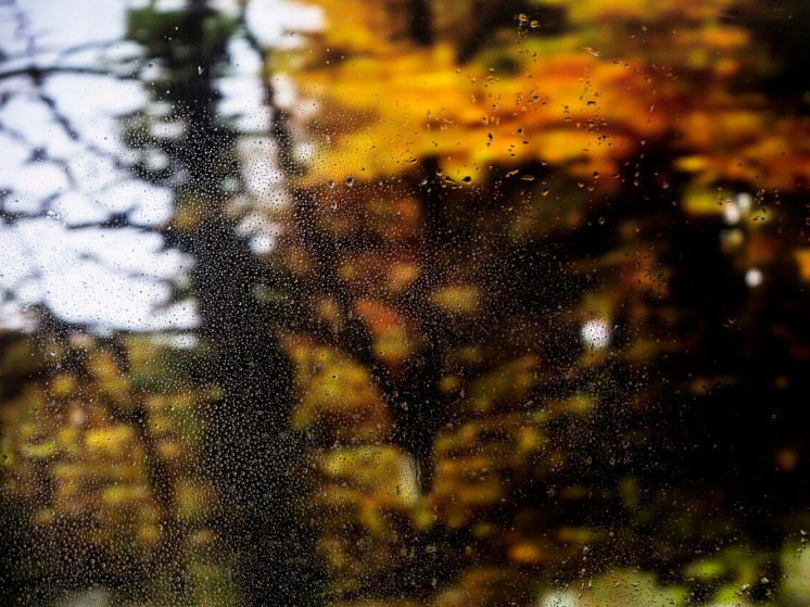 11 ноября брянцам синоптики обещают дожди