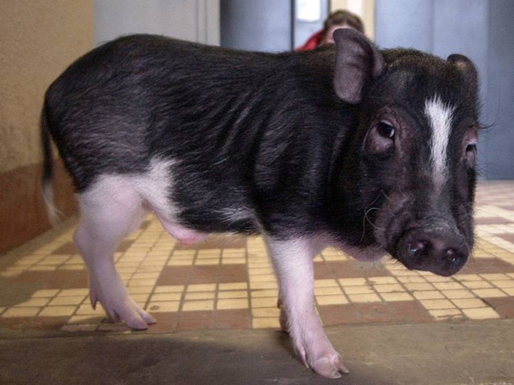 Владелица поросят в Балашихе обвинила соседку в ложном доносе