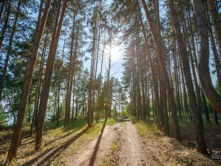 В Татарстане завершили работы по лесоустройству в этом году