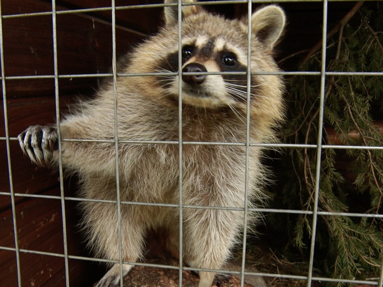 Ленобласть увеличила помощь приютам для животных