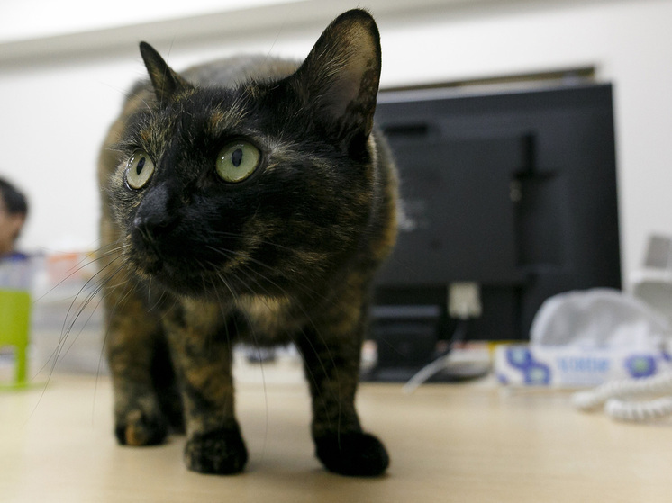 Зоопсихолог Маричева объяснила, почему у домашних животных случаются сердечные приступы