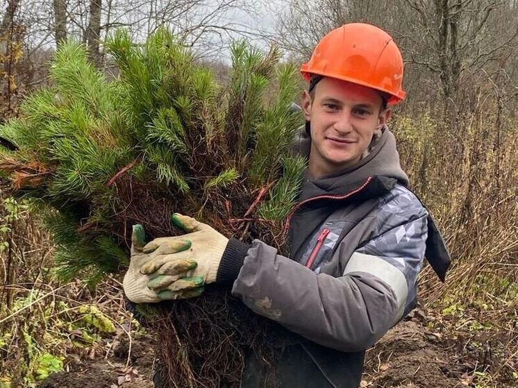 В районе ЛАЭС в Сосновом Бору высадили тысячи молодых сосен
