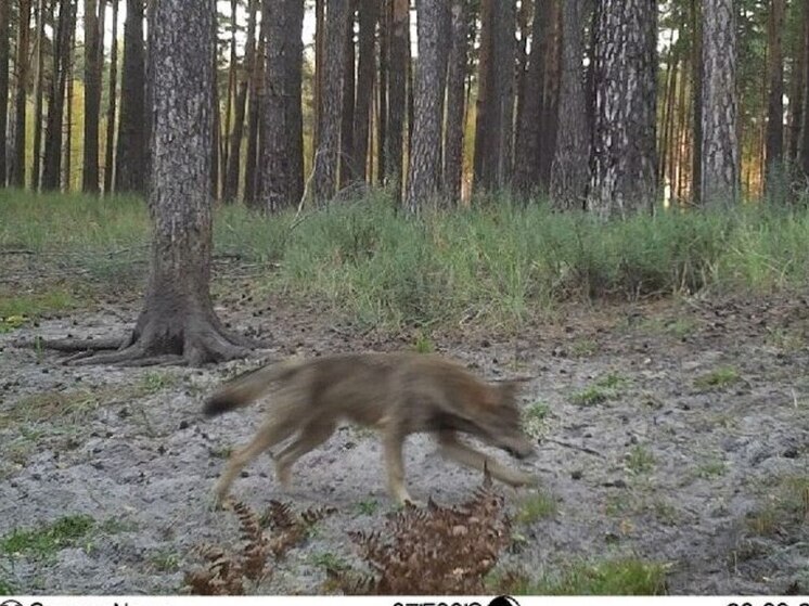 Фотоловушки запечатлели охотящихся на косуль волков в Воронежском заповеднике