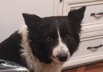 Официальное подтверждение смерти бордер-колли по кличке Сима, украденной серийным похитителем собак, пока не поступала ее хозяйке Ольге от полицейских