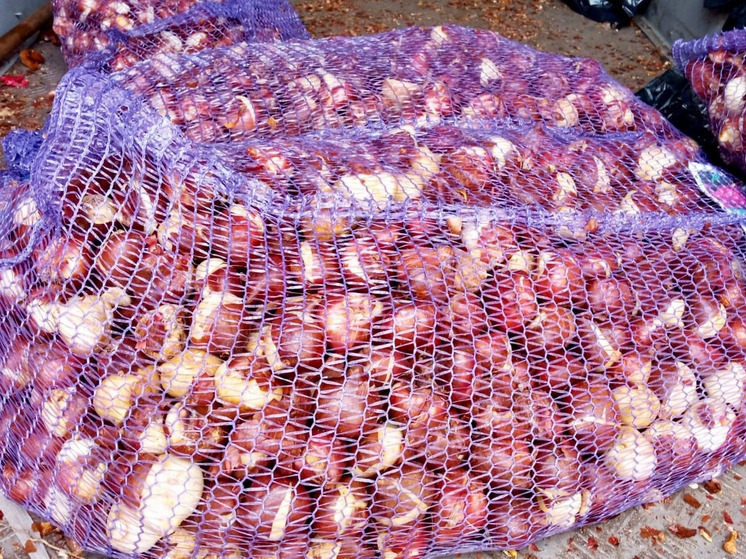 В Орле началась посадка луковиц тюльпанов