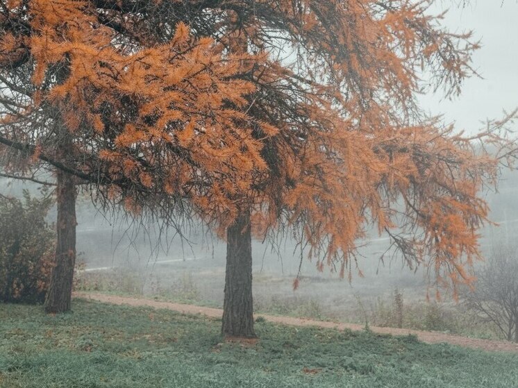 До +1 похолодает во вторник в Тульской области