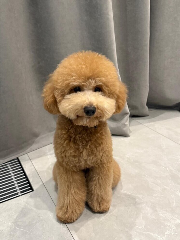 Шпиц Терешковой, кошки Илюхина и пудель Кальченко: депутаты Заксобрания Новосибирской области показали своих питомцев