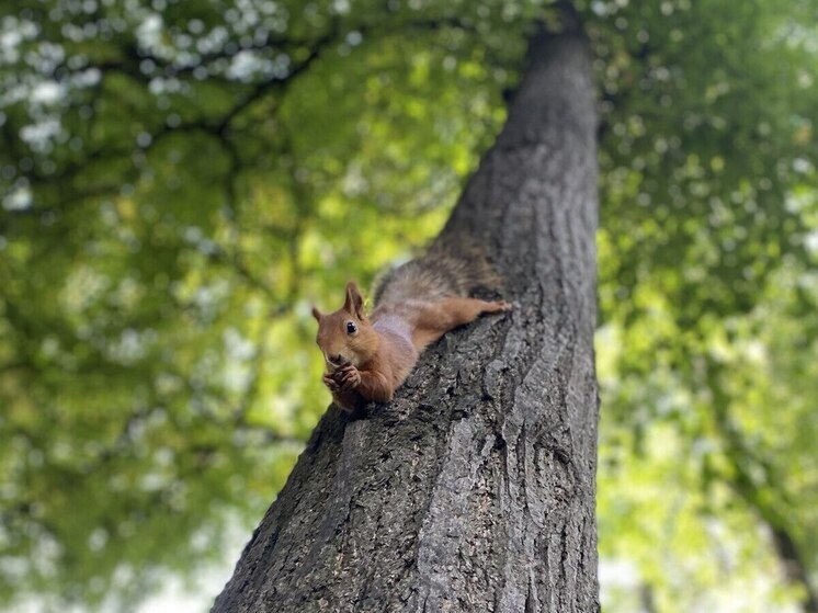 Ветеринары напомнили рязанцам о скрытой опасности белок