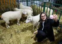 11 ноября на Руси отмечали особый день, получивший в народе название Анастасии Овечницы и Аврамия Овчара. Этот праздник был посвящен завершению пастбищного сезона и подготовке к суровой зиме. Считалось, что святая Анастасия является покровительницей овец, а преподобный Аврамий оберегает пастухов. С этим днем связано множество традиций, запретов и погодных примет, которые передавались из поколения в поколение.