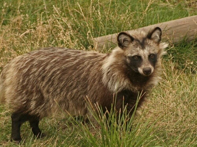 В Калмыкии енотовидные собаки залегают в полуспячку