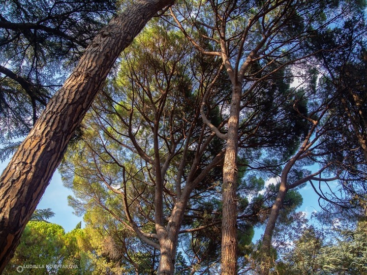 Пенсионер ответит за незаконную рубку елей и берез в Карелии