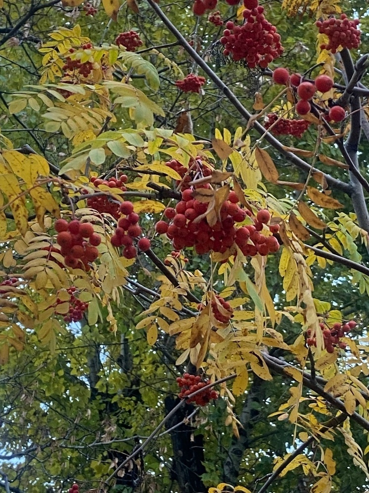 Синоптик Шувалов: в выходные может быть похолодание и небольшие заморозки