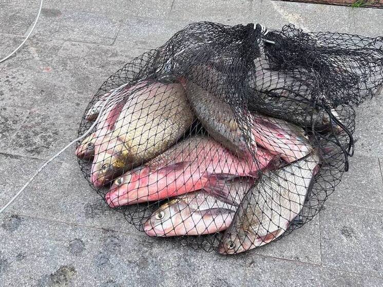 Рыбак из Тульской области попал под штраф за вылов мелкого леща