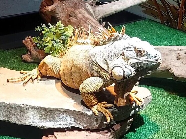 Игуана Яша из Абаканского зоопарка справил новоселье