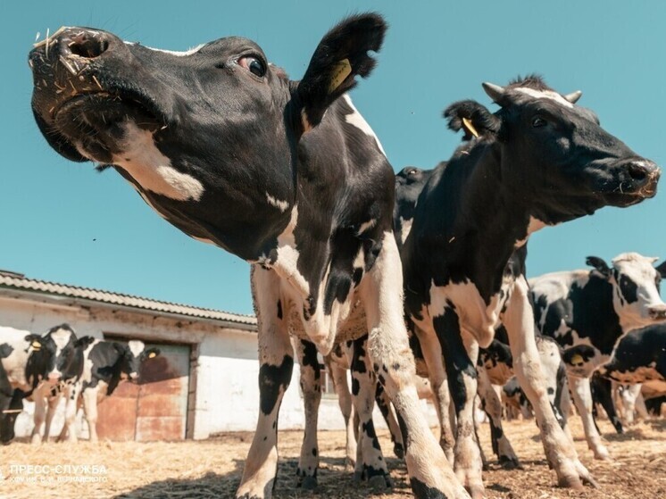 Цены на говядину в наших магазинах продолжают расти. В Национальной мясной ассоциации отмечают, что без развития собственного производства и вовсе может случиться дефицит этого продукта.
