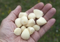 Диабет второго типа, характеризующийся неспособностью организма эффективно регулировать уровень глюкозы в крови, представляет собой растущую проблему для систем здравоохранения по всему миру. В поисках доступных и натуральных способов управления этим состоянием ученые обратили внимание на один из самых распространенных и недорогих продуктов — чеснок. 