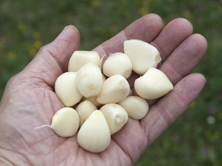 Journal of Medicinal Plants: чеснок снижает уровень сахара в крови не хуже, чем популярные препараты