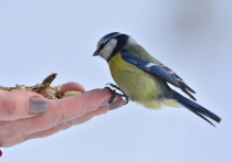 12 ноября — день особенный, когда осень окончательно передает свои права зиме. На Руси эту дату знали как Синичкин день — праздник, посвященный встрече зимующих птиц. Считалось, что именно к этому времени синицы, снегири и свиристели прилетают из лесов поближе к человеческому жилью в надежде на помощь и пропитание.