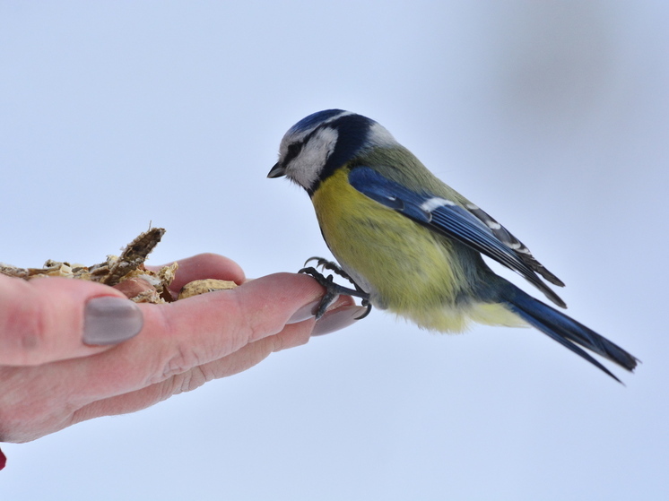 Что можно, а что нельзя делать 12 ноября в Синичкин день