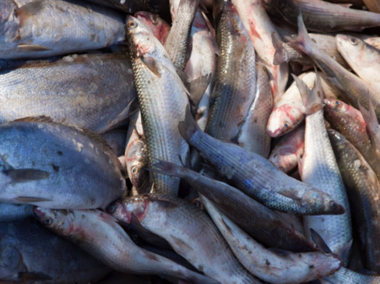 Более 20 тыс. тонн рыбы и морепродуктов экспортировали с Сахалина и Приморья за неделю