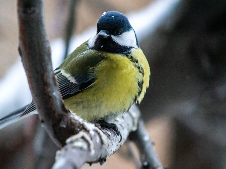 На Южном Урале начинается сезон подкормки птиц