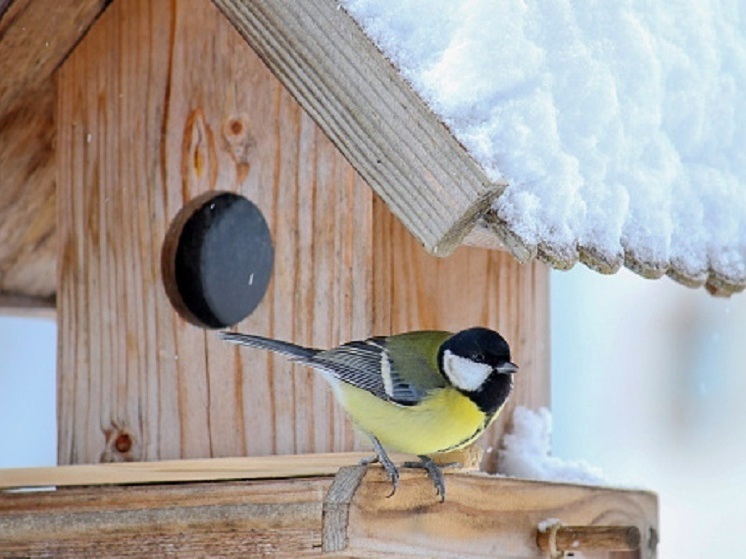 Синичкин день 12 ноября: народные приметы и строгие запреты