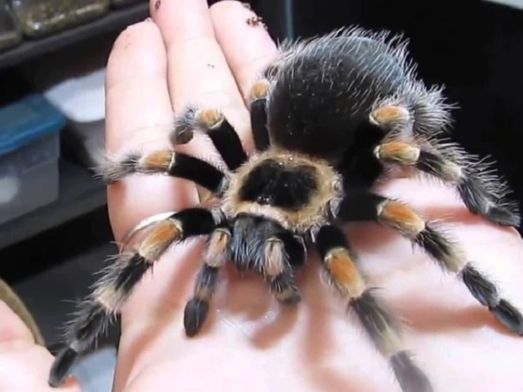 Запрет на экзотику: каких диких животных больше нельзя держать дома владимирцам