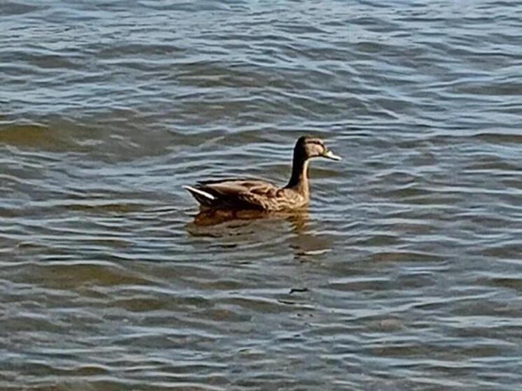  в Самаре в ноябре скопились утки-кряквы: горожан просят не кормить их хлебом