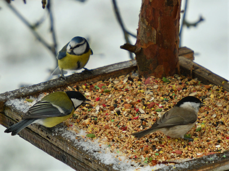 Ивановский Синичкин день: какие приметы 12 ноября сулят неудачу