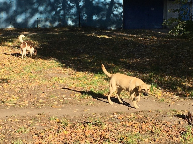 В воронежском селе Лискинского района отменили карантин по бешенству