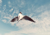 Исследование, проведенное в Великобритании, показало, что крик – лучший способ отпугнуть чаек