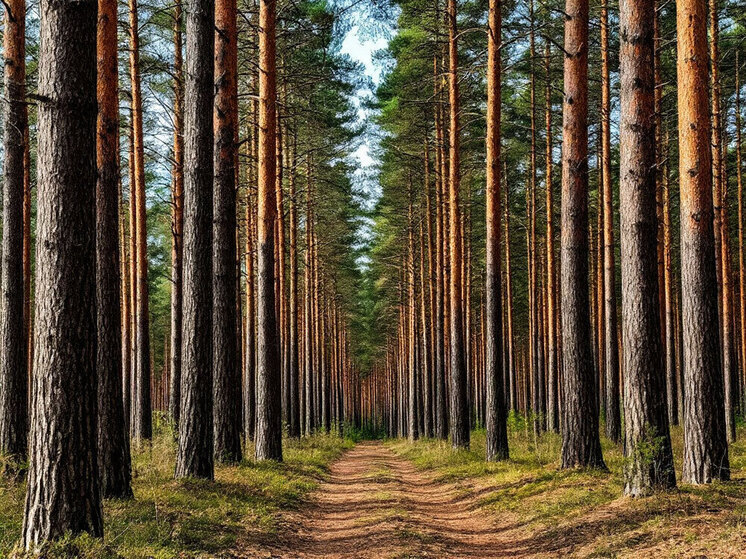 Сбыт мефедрона через закладки пресекла полиция в лесу Читы