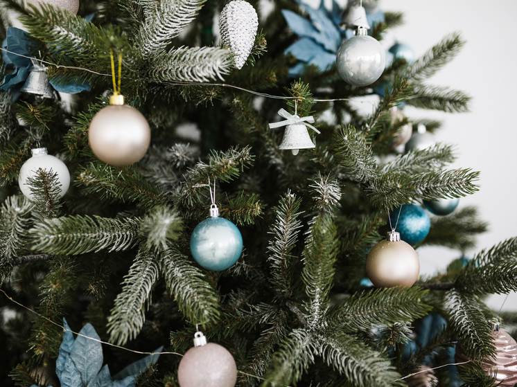 Из Ульяновской области отправили почти 15 тысяч ёлок в 10 регионов России