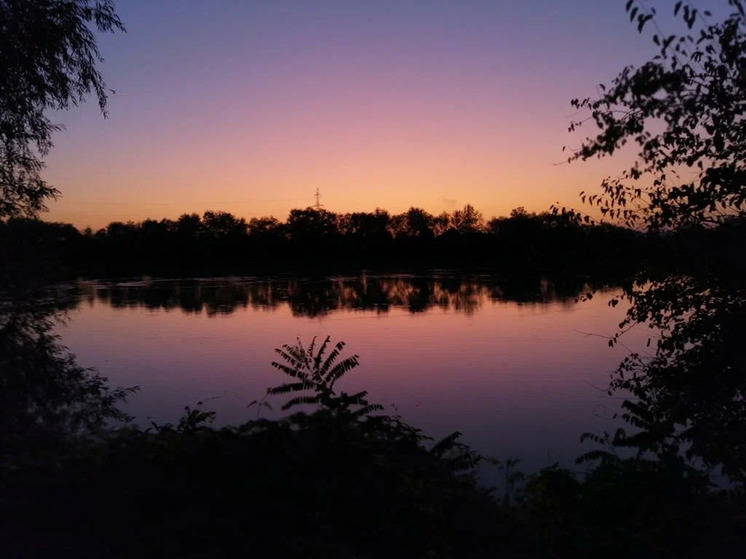 Минприроды подтвердило четыре случая гибели кабанов в Абинском районе