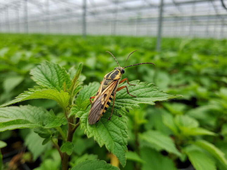 Феромонные ловушки: готовим точную защиту сада к новому сезону