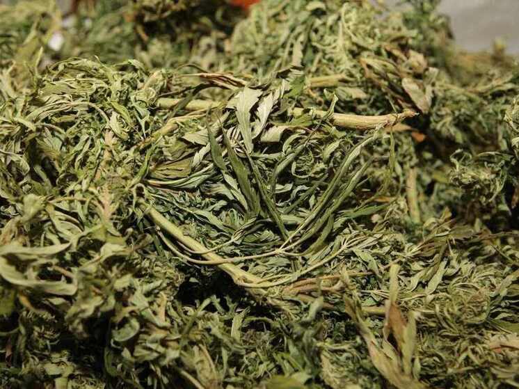 Житель Запорожской области ответит за хранение конопли