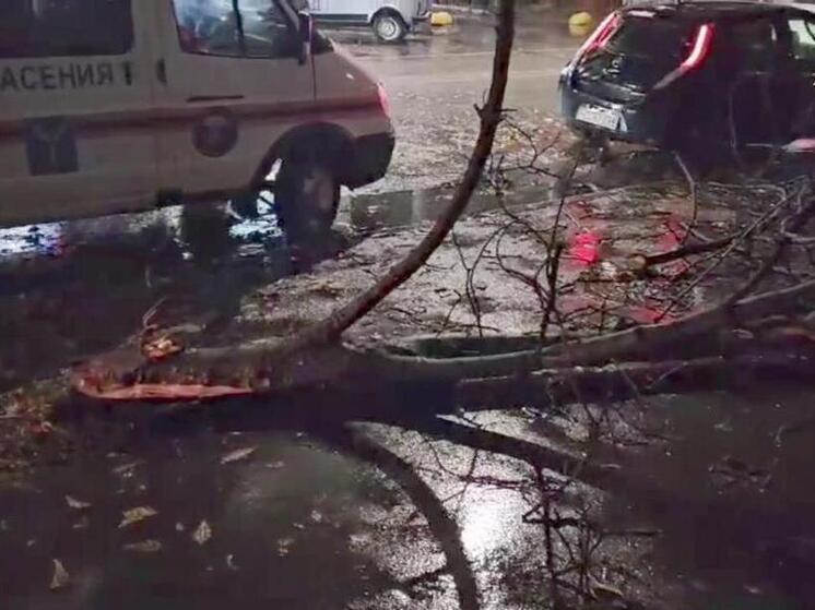 В Саратове упавшая ветка чуть не убила школьницу