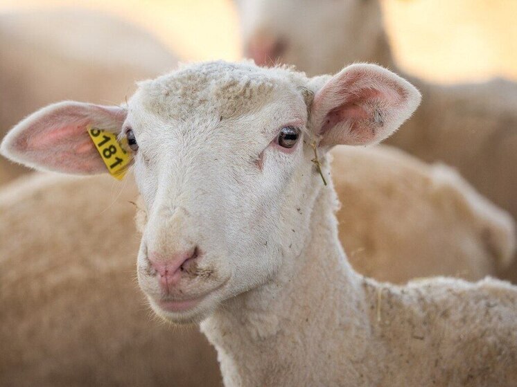 В Приангарье владельцы мелкого рогатого скота должны зарегистрировать животных до 1 декабря 2025 года