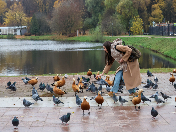 Юрист Айвар: граждане могут получить штраф в 2-3 тысячи рублей за кормление птиц