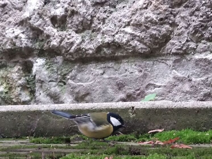 Ленинградцам напомнили про Синичкин день